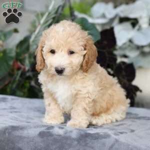 Cody, Bich-Poo Puppy